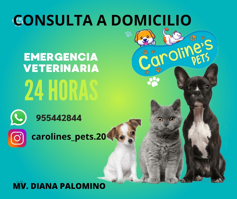 Caroline's Pets