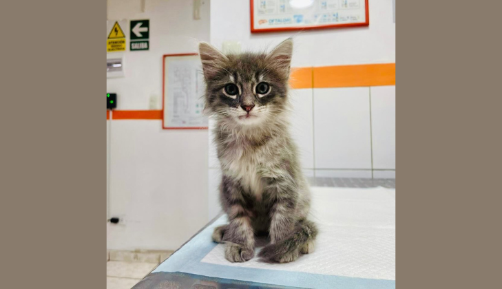 Clinica Veterinaria AURIS