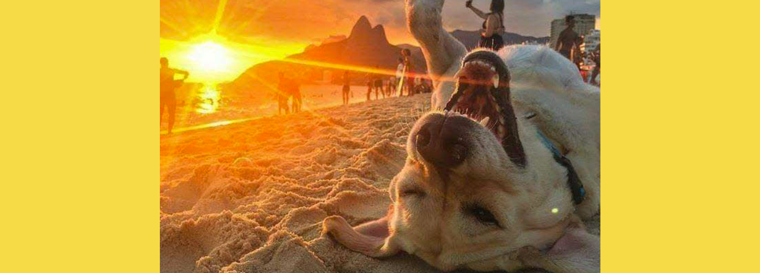 Clínica Veterinaria Enciso