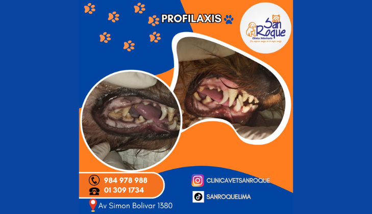 Clínica Veterinaria San Roque