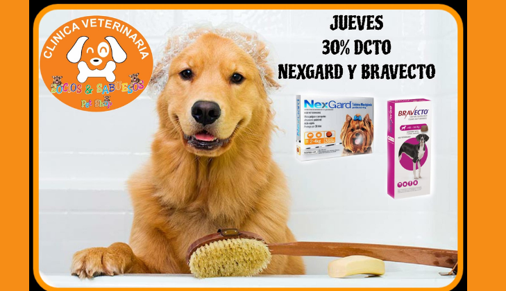 Clinica veterinaria socios y sabuesos