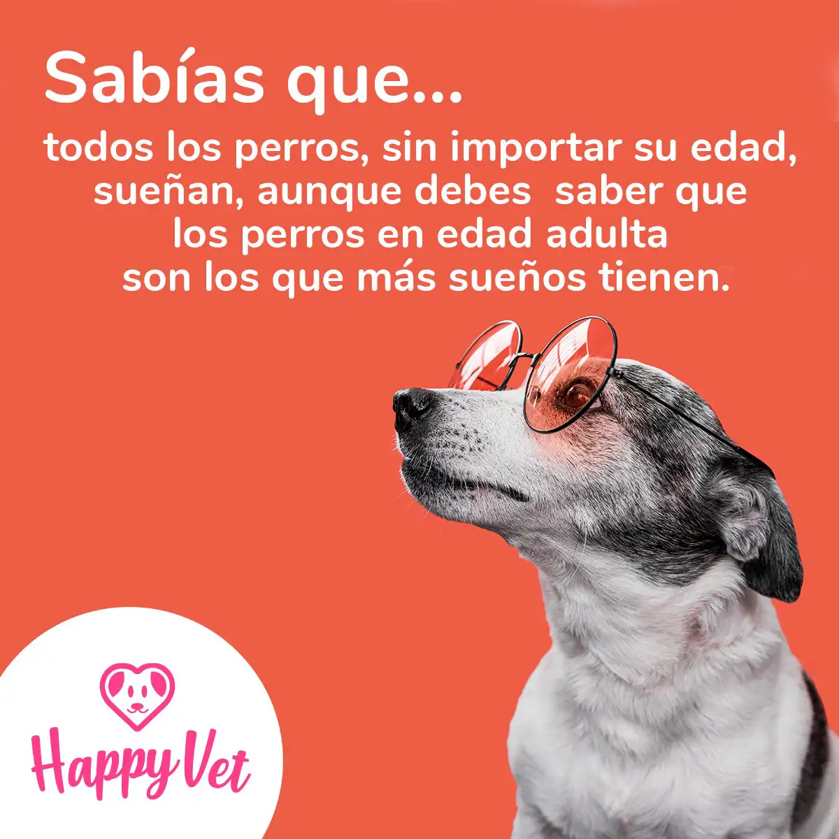 Happy Vet & Spa