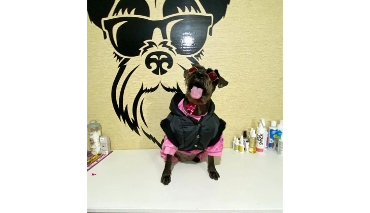 La Casa del Schnauzer