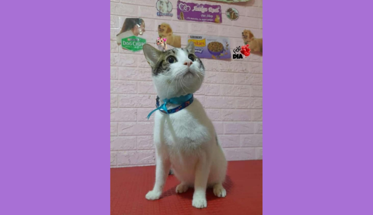 Pet Shop Amigo Real
