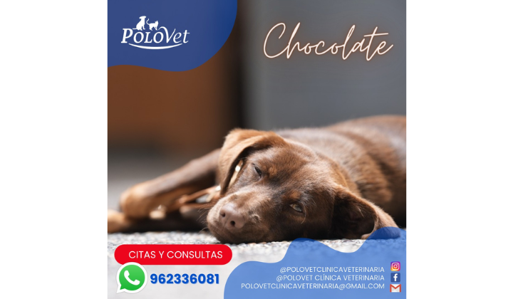 PoloVet Clinica Veterinaria