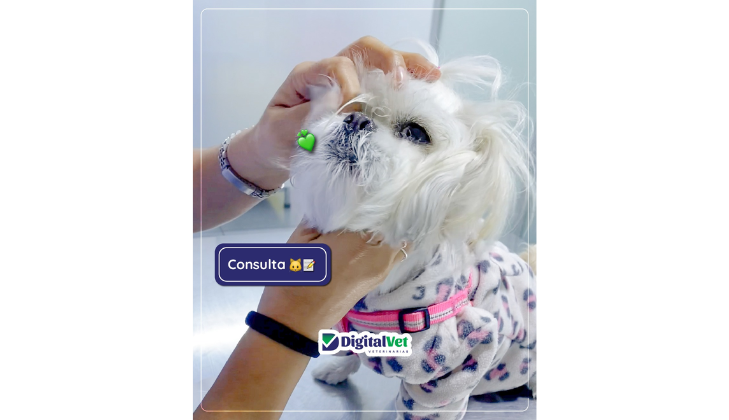 Veterinaria Digital Vet