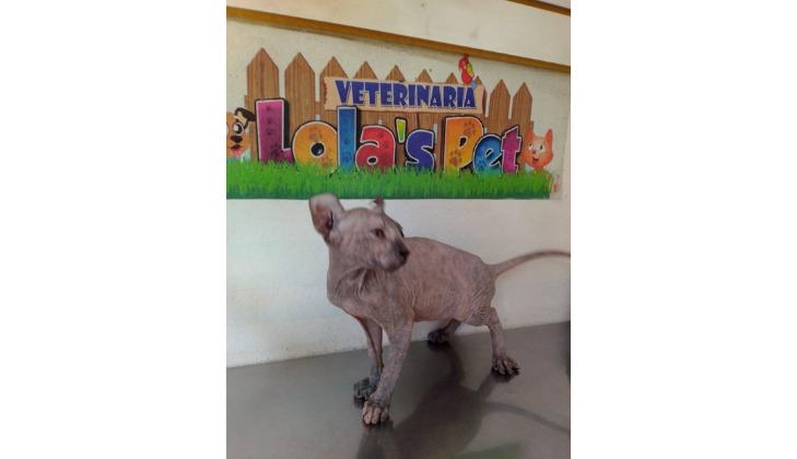 Veterinaria Lola's Pet