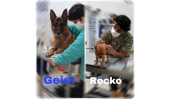 Veterinaria Mis Chatos