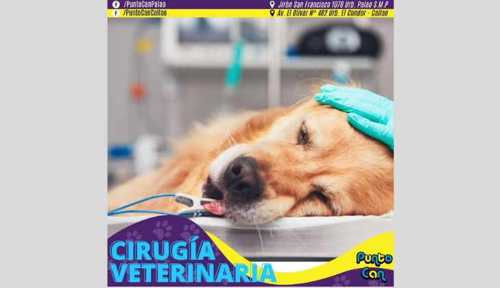 Veterinaria Punto Can - Callao