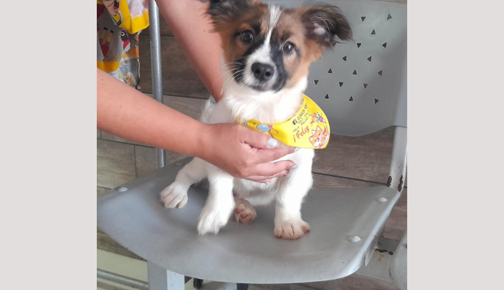 Veterinaria Punto Can - Callao