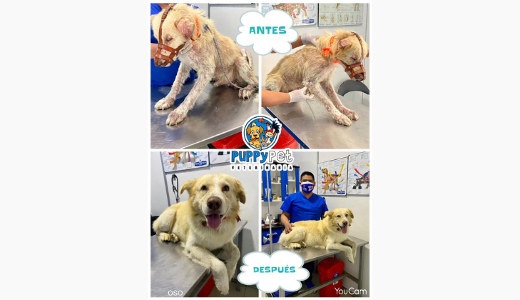 Veterinaria Puppy Pet