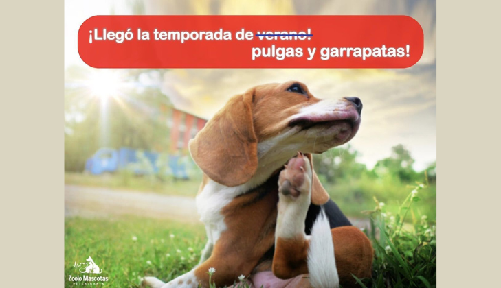 Zoolo Mascotas Veterinaria